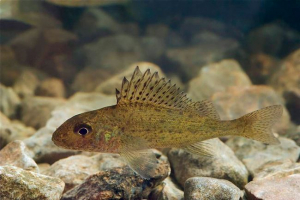 Звичайний rsh - яка особливість риби? Звичайний rsh - яка особливість риби?